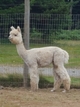 alpaca for sale