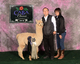 alpaca for sale