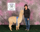 alpaca for sale