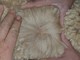 alpaca for sale