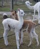 alpaca for sale