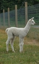 alpaca for sale