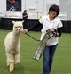 alpaca for sale