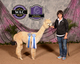alpaca for sale
