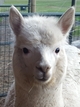 alpaca for sale