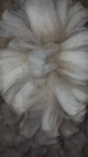 alpaca for sale