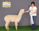 alpaca for sale