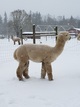 alpaca for sale