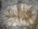 alpaca for sale