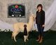 alpaca for sale