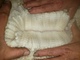 alpaca for sale