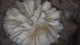 alpaca for sale