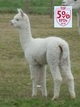 alpaca for sale