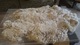 alpaca for sale