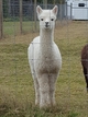 alpaca for sale