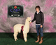 alpaca for sale