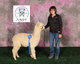 alpaca for sale