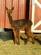 alpaca for sale