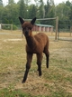 alpaca for sale