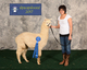 alpaca for sale