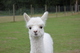 alpaca for sale