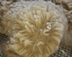 alpaca for sale
