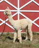 alpaca for sale