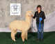 alpaca for sale