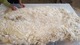 alpaca for sale