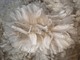 alpaca for sale