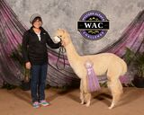 alpaca for sale