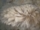 alpaca for sale