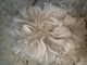 alpaca for sale