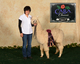 alpaca for sale