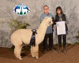 alpaca for sale