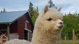 alpaca for sale