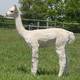 alpaca for sale