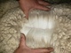 alpaca for sale