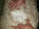alpaca for sale