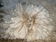 alpaca for sale