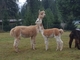 alpaca for sale