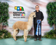 alpaca for sale