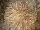 alpaca for sale