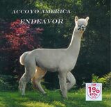 alpaca for sale