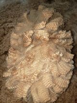 alpaca for sale