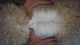 alpaca for sale