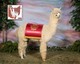 alpaca for sale