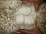 alpaca for sale