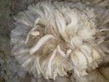 alpaca for sale