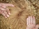 alpaca for sale